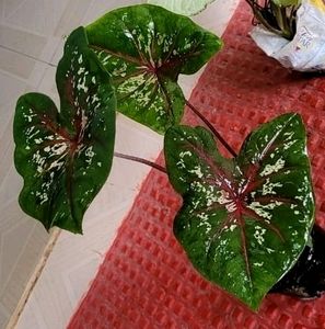 Pack 2 Caladium Biclor &amp; Evergreen Arrowhead Plant