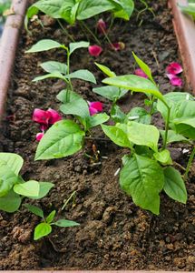 Healthy Belpatra Plant 🪴 (pack of 10 )