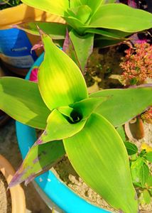 Basket Live Plant