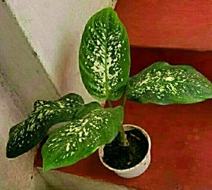 Dieffenbachias Amoen Plant 🌵&amp; pot