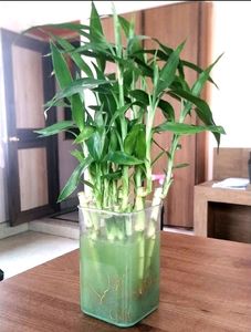 Bamboo Saplings 15 Inch Average Height