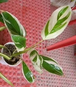 Pack 2 Nevernever &amp; Pandanus veitchii Plant 🪴&amp;Pot