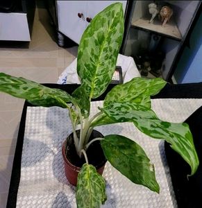 Aglaonema Pearl  Plant 🌵& Pot
