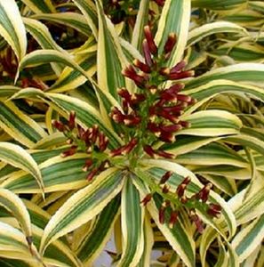 🪴 Pandanus Veitchii Plant 🌱&amp; pot