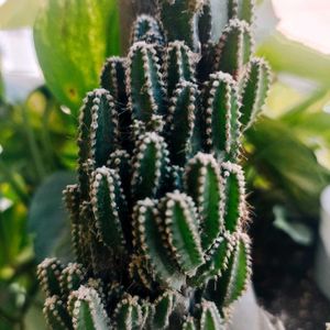 Small Cactus Plant in White Pot