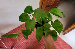 Set 2 Money Plant &amp; Syngonium Plans