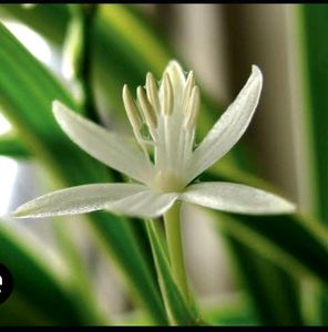 Chlorophytum laxum Plant 🪴&amp; Pot