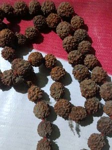 This is Rudraksh Mala