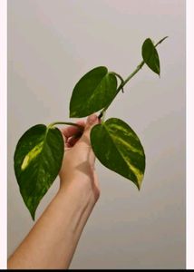 2Money plant Cutting With Purple Leaf Plan