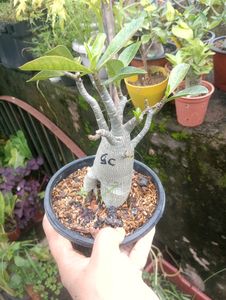 Adenium Arabicum Live Plant (Gc)