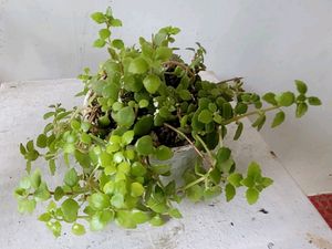 Pilea Depressa/Plant🌵&amp; Pot