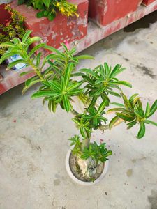 Adenium (Unique Desert Rose Plant)