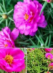 Combo Of 4 Plants