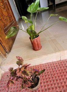 Set 2 Colues Verieties &amp; alocasia Plants🪴