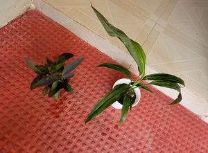Pack 2 Dracaena Mahatma &amp; Heart Purple Plants&amp; Pot