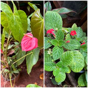 20 Live Root Plants