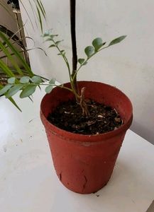 Curry Leaves Plant 🌵&amp; Pot