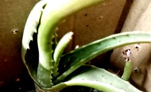 Two Alovera Plants💚