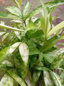 Dracaena Compacta 'Lemon Surprise'