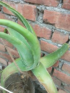Aloevera