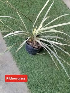 Mix Plants Offer