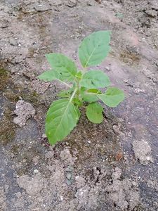 Plants Combo ( Tulsi, Elachi, Bhringraj)