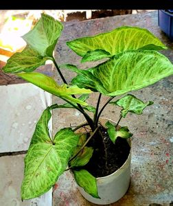 arrowhead plant 🌱&amp; pot
