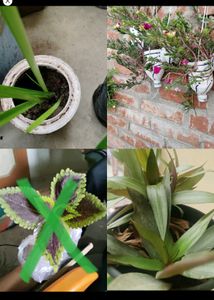 15 Plant Combo