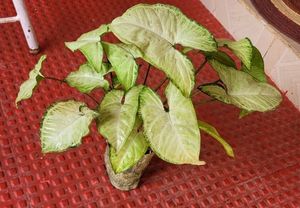 Ever green arrowhead plant 🌿