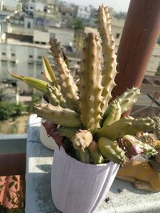 Red Dragon Cactus