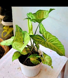 arrowhead plant 🌱& pot