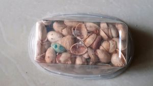 Pista Shells Craft