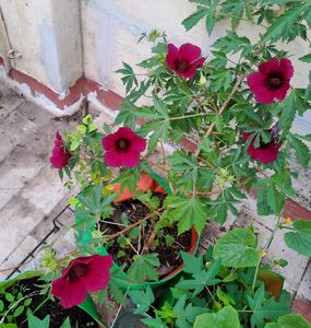 Gonghura seeds (Set of 8 Seed)