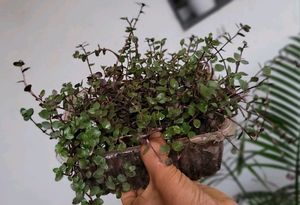 Beautiful Turtle Vine Plant🌵& Pot