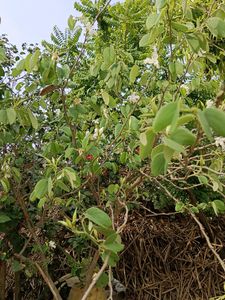 Bauhinia Accuminata