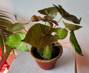 🌱arrowhead vine Plant 🪴 🌿& Pot