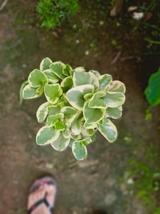 6 plant Variegated Baby Rubber ☘️