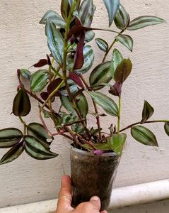 Combo Zebrina Plant🪴&amp; pot