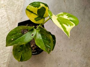 Rare Emerald Green And Njoy Pothos Combo