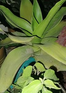 7 Live Plants With Roots
