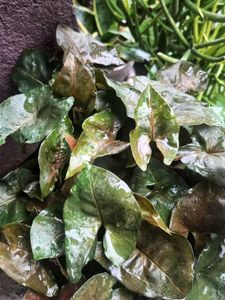 Arrowhead Plant
