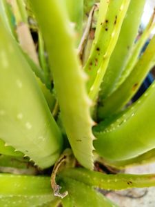 1 Piece Elovera Plant Mediam Size