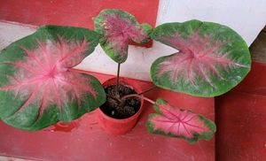 Caladium Alocasia Plant🌵&amp; Pot