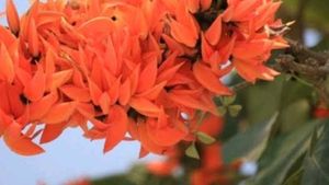 Palash Flowers