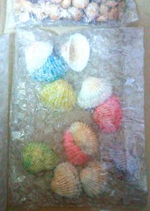 DIY Craft Supplies: Shells, Beads &amp; Stones combo