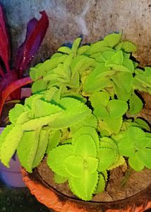 4 Different Types Of Rooted Live Plants