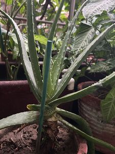 1 Pc Aloe Vera baby Plant In 4" Nursery Pot
