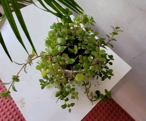 Pilea Depressa Plant &amp; Pot