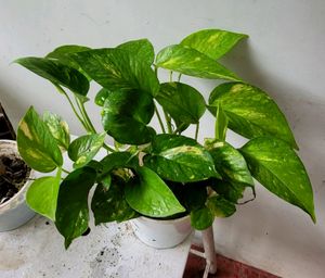 Pack 2 Money &amp; UJJAISEEDS rare polka Plants &amp; pots