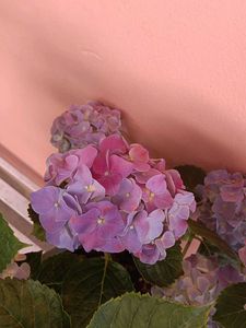 Hydrangea